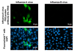 Anti-Influenza A virus PB2 protein antibody [HL1994] used in Immunocytochemistry/ Immunofluorescence (ICC/IF). GTX637895